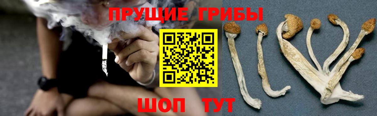 Улан-Удэ  Галлюциногенные грибы прущие грибы  Вход с VPN 